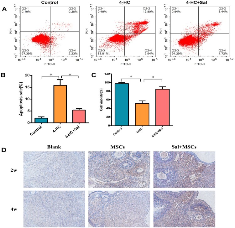Mesenchymal stem cells enchanced by salidroside to inhibit ferroptosis and improve premature ovarian insufficiency via Keap1/Nrf2/GPX4 signaling.