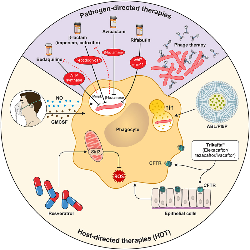 Pathogenicity and virulence of <i>Mycobacterium abscessus</i>.