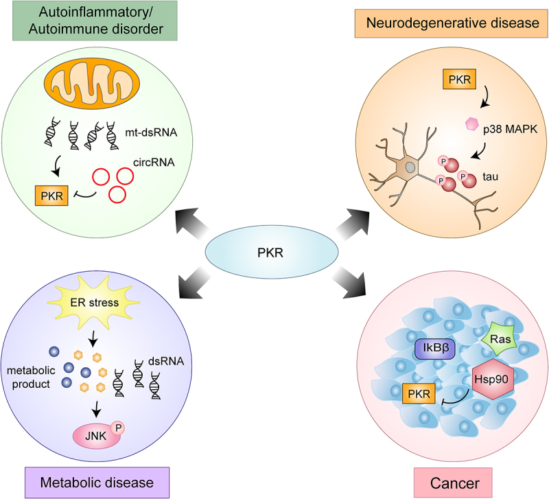 Deciphering the multifaceted role of double-stranded RNA sensor protein kinase R: pathophysiological function beyond the antiviral response.