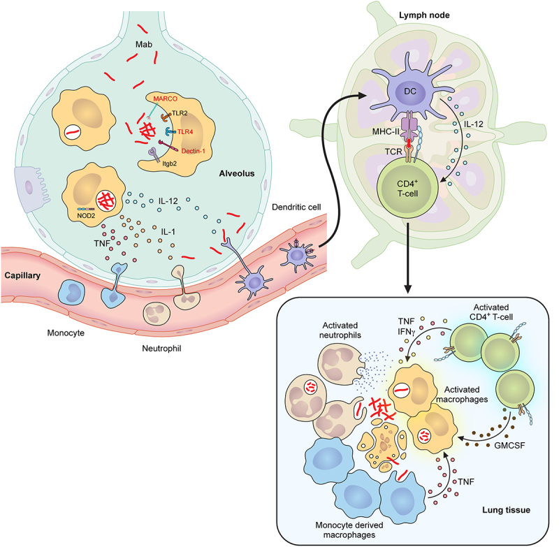 Pathogenicity and virulence of <i>Mycobacterium abscessus</i>.
