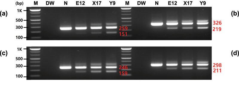 Specific detection of genetically modified potatoes containing <i>asparagine synthetase-1</i> and <i>polyphenol oxidase 5</i> genes derived from potato.
