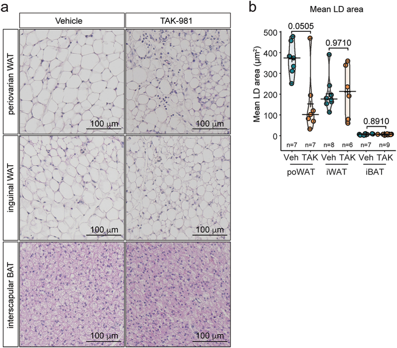 Pharmacological inhibition of SUMOylation with TAK-981 mimics genetic HypoSUMOylation in murine perigonadal white adipose tissue.