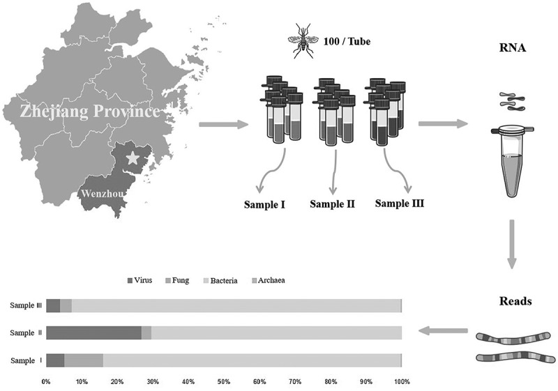Emerging West African Genotype Chikungunya Virus in Mosquito Virome.
