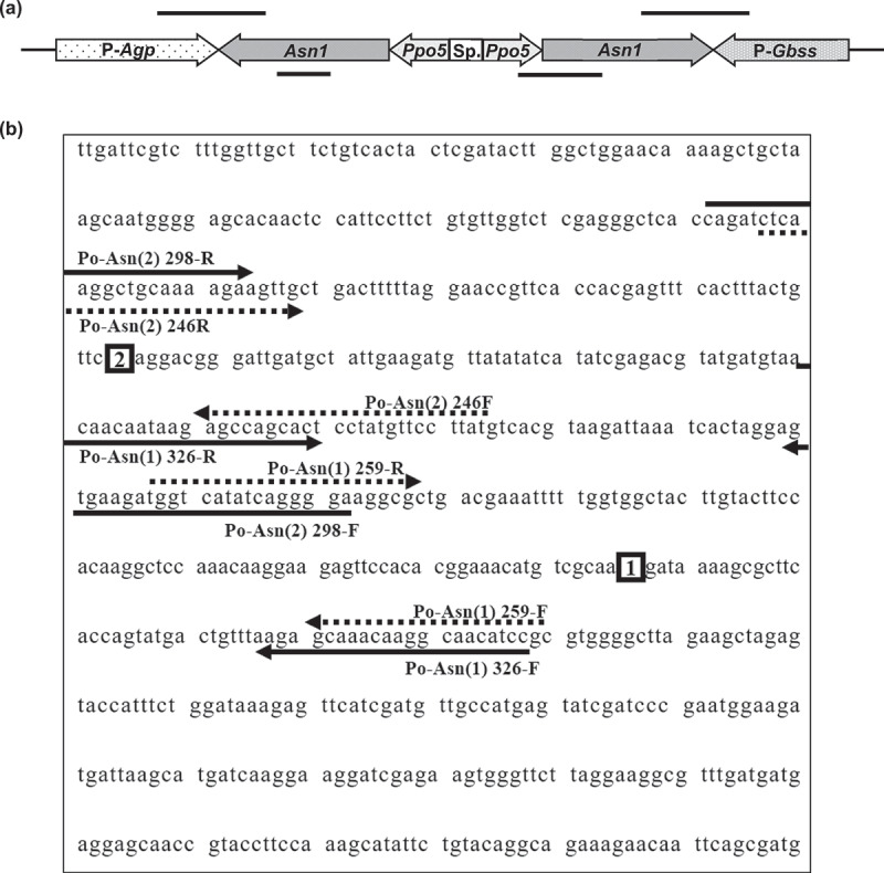 Specific detection of genetically modified potatoes containing <i>asparagine synthetase-1</i> and <i>polyphenol oxidase 5</i> genes derived from potato.
