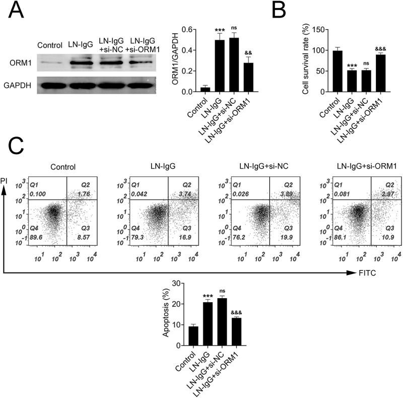 ORM1 Mediates Ln-IgG-Induced Podocyte Damage and Autophagy via the AMPK/mTOR Signaling.