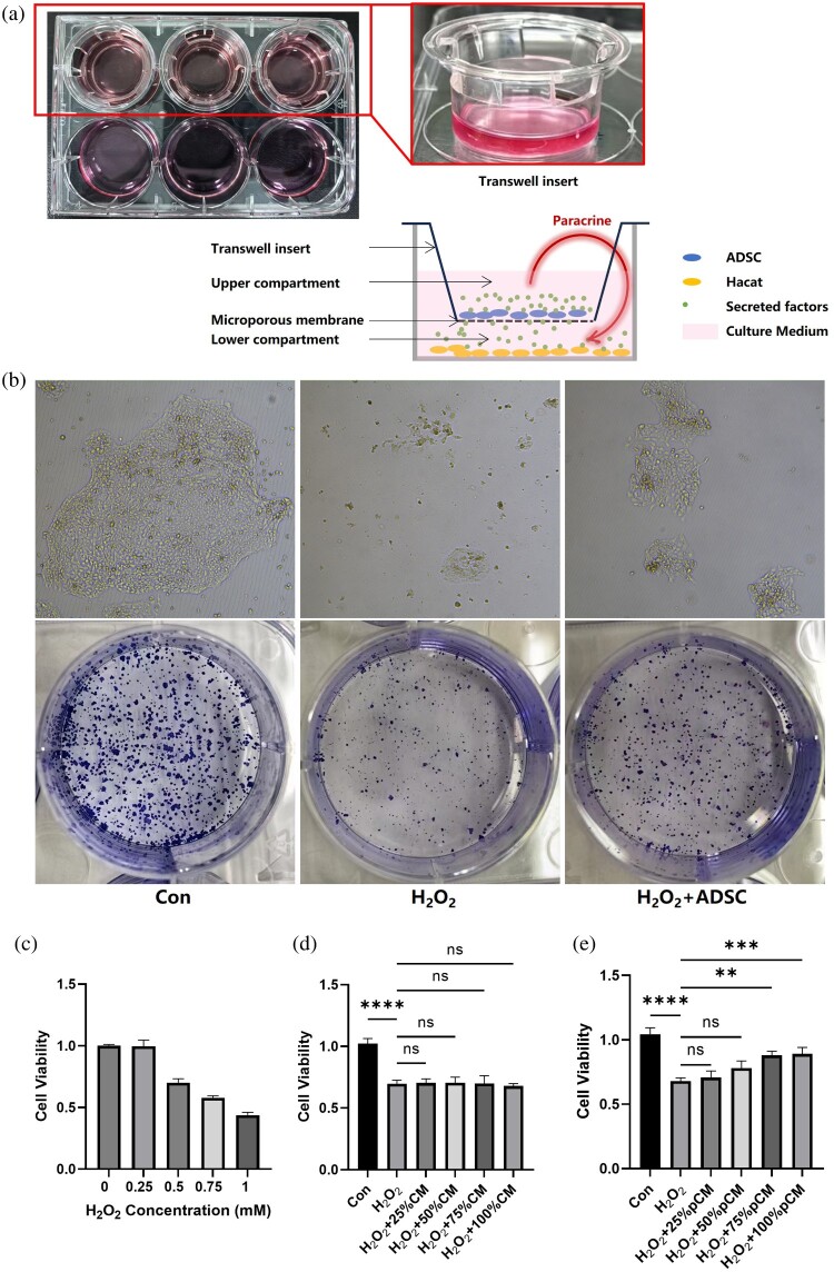 Oxidative stress activates the transplanted adipose-derived stem cells to exert antioxidant effects in alopecia treatment.