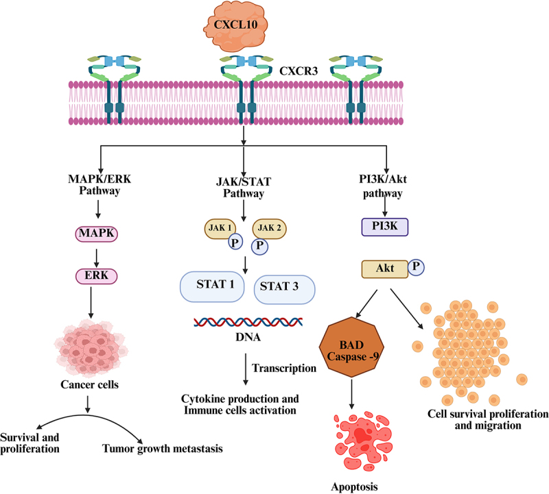 Dual role of CXCL10 in cancer progression: implications for immunotherapy and targeted treatment‎.