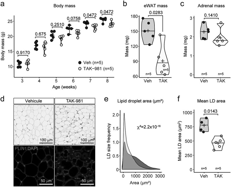 Pharmacological inhibition of SUMOylation with TAK-981 mimics genetic HypoSUMOylation in murine perigonadal white adipose tissue.