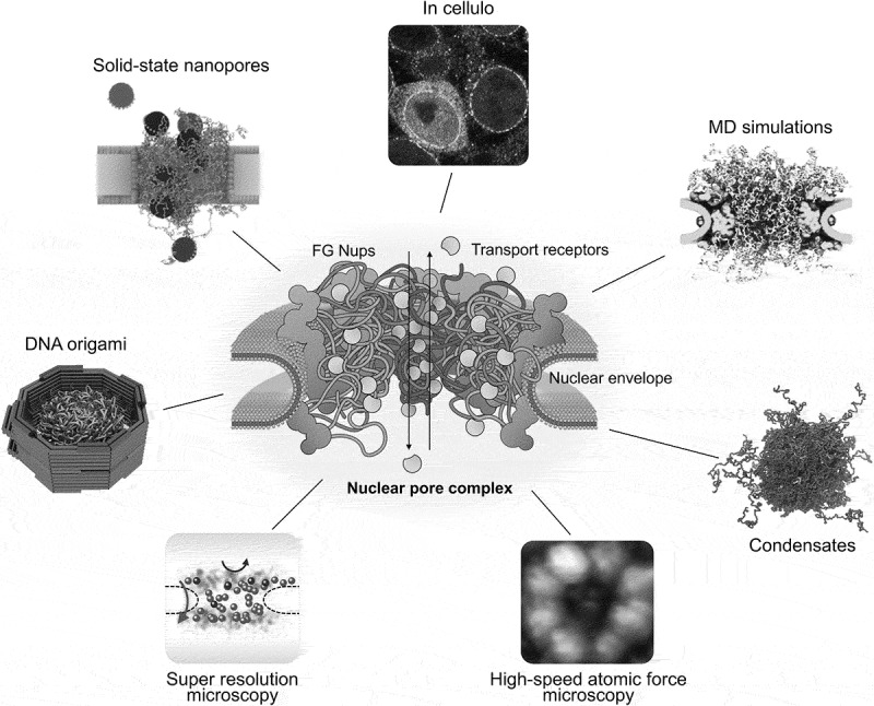 Elucidating the nanoscopic organization and dynamics of the nuclear pore complex.