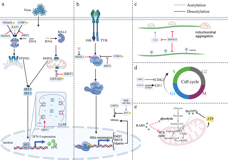 The function and mechanism of protein acylation in the regulation of viral infection.