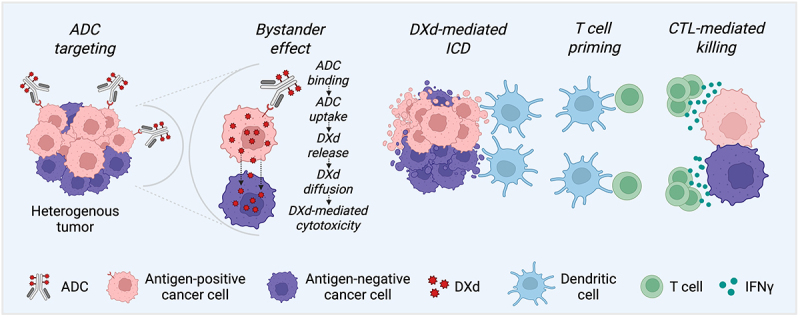 Immunogenic cell death and bystander killing: expanding the therapeutic potential of modern antibody-drug conjugates.