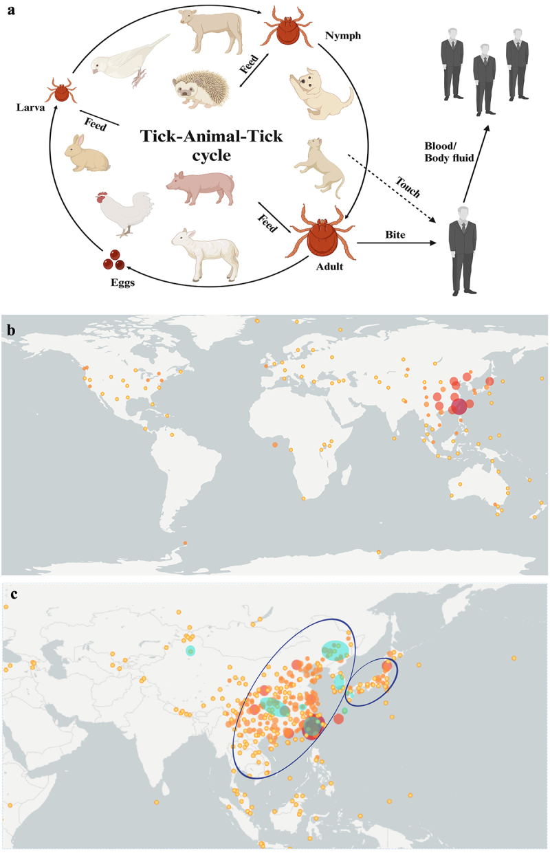 <i>Bandavirus dabieense</i>: A review of epidemiology, clinical characteristics, pathophysiology, treatment and prevention.