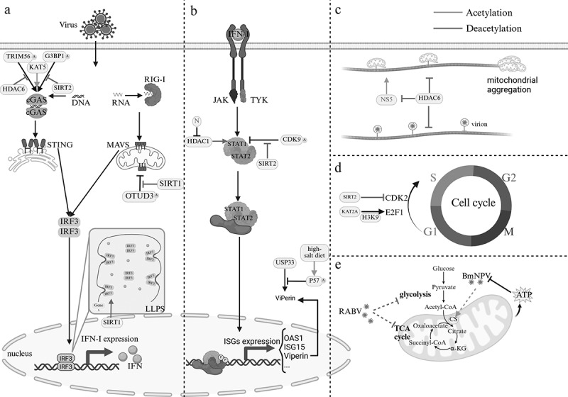 The function and mechanism of protein acylation in the regulation of viral infection.