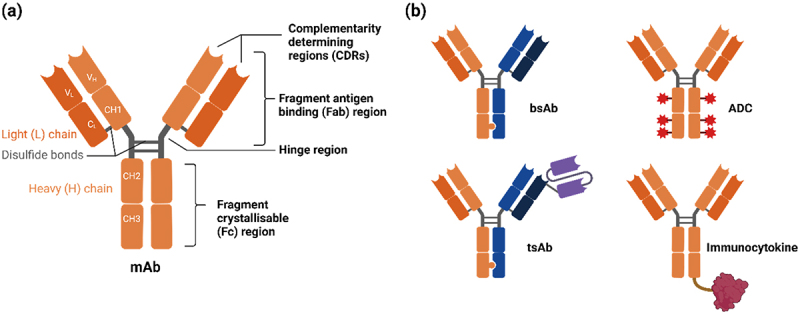 Quantifying antibody binding: techniques and therapeutic implications.