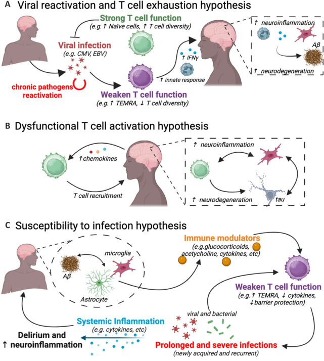 Alzheimer's disease and the immune system: the emerging role of TEMRA cells.