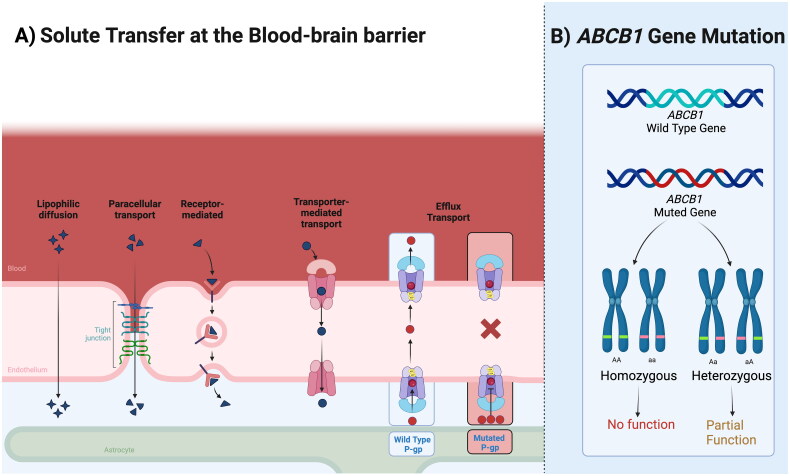 The canine blood-brain barrier in health and disease: focus on brain protection.