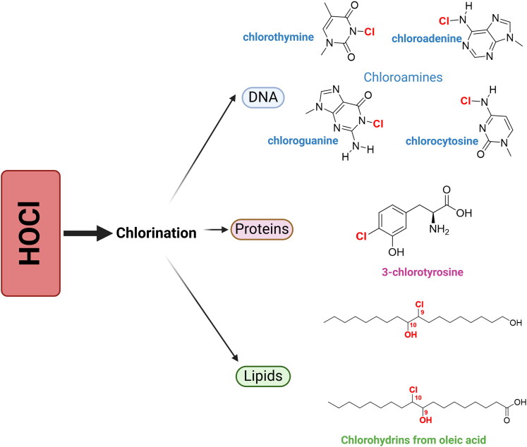 Myeloperoxidase as a therapeutic target for oxidative damage in Alzheimer's disease.