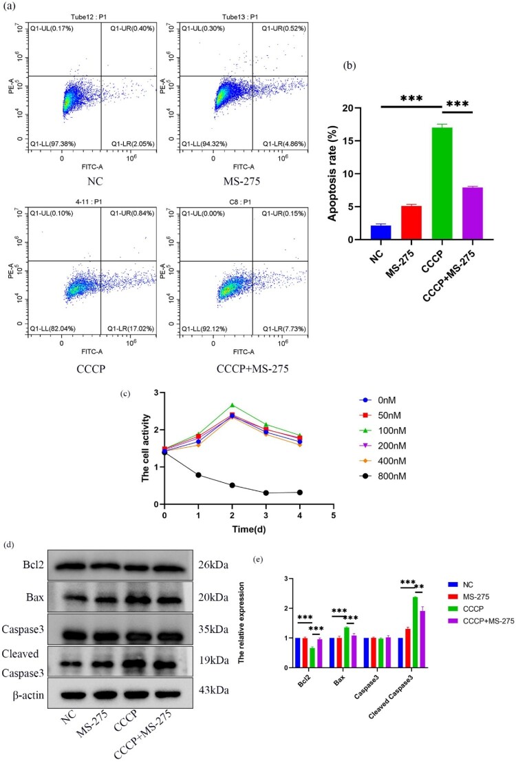 MS-275 facilitates osseointegration in osteoporotic rats by mitigating oxidative stress via activation of the miR-200a/Keap1/Nrf2 signaling pathway.