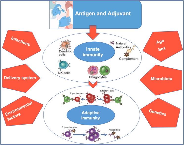 Advances in vaccine adjuvant development and future perspectives.