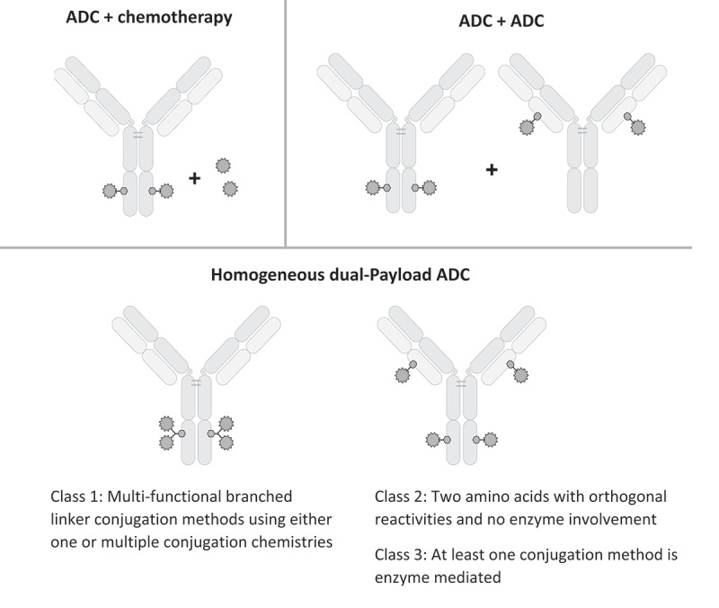 Homogeneous antibody-drug conjugates with dual payloads: potential, methods and considerations.