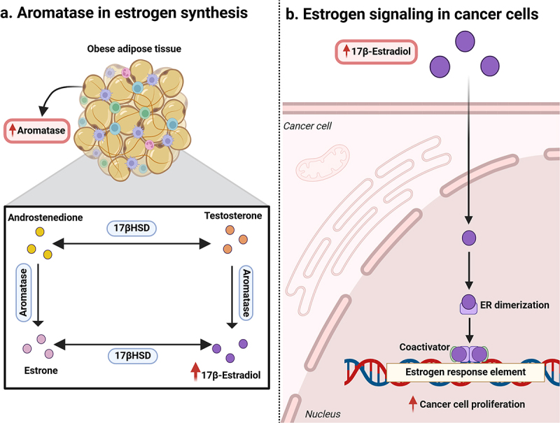 Insights into the molecular and genetic role of obesity in breast cancer pathogenesis.