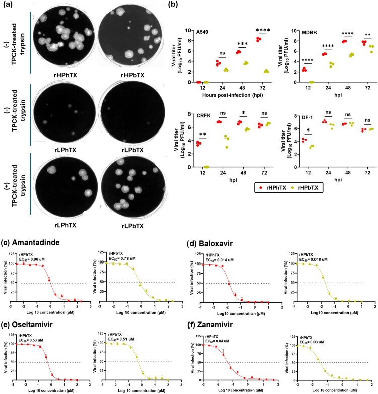Replication kinetics, pathogenicity and virus-induced cellular responses of cattle-origin influenza A(H5N1) isolates from Texas, United States.