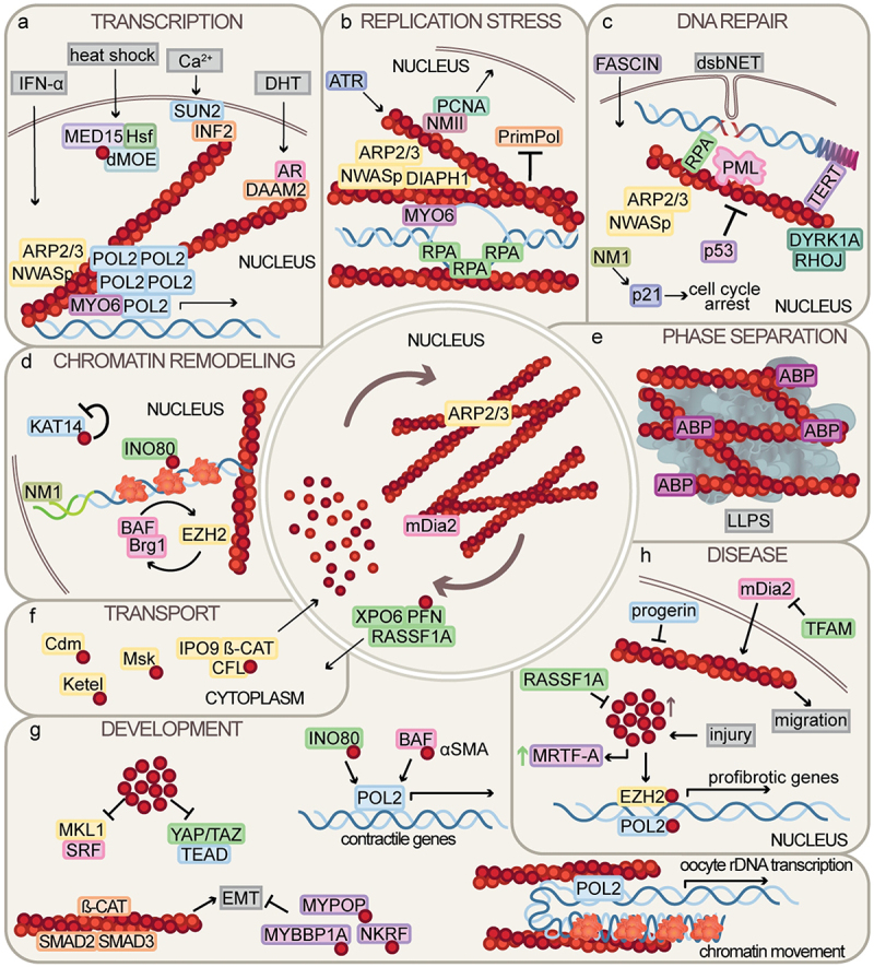 Recent advances in nuclear actin research.