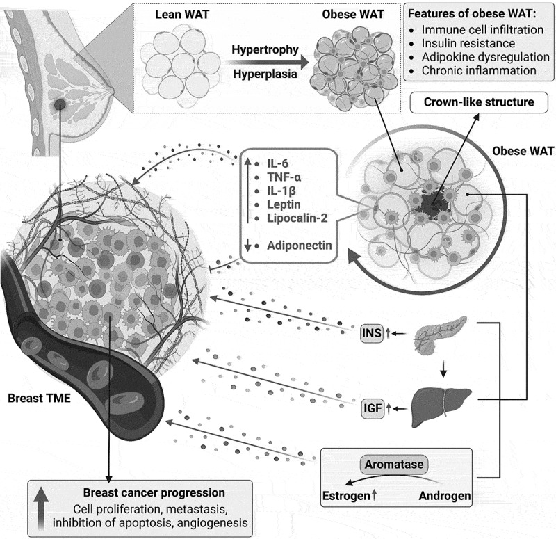 Insights into the molecular and genetic role of obesity in breast cancer pathogenesis.