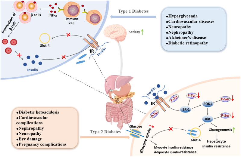 Liquidambaric acid as a non-competitive α-glucosidase inhibitor: multi-level evidence from enzyme kinetics, molecular docking, molecular dynamics simulations, and a <i>Drosophila</i> hyperglycaemic model.
