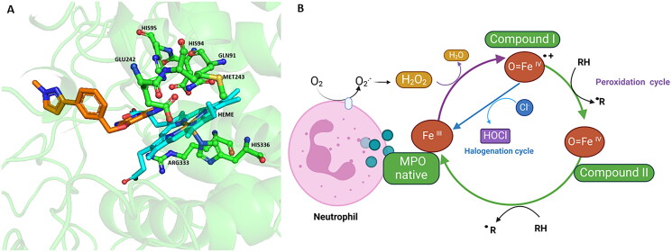 Myeloperoxidase as a therapeutic target for oxidative damage in Alzheimer's disease.