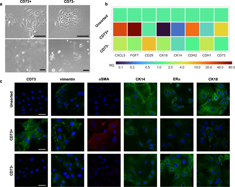 The secretomes of bovine mammary epithelial cell subpopulations differentially modulate macrophage function.