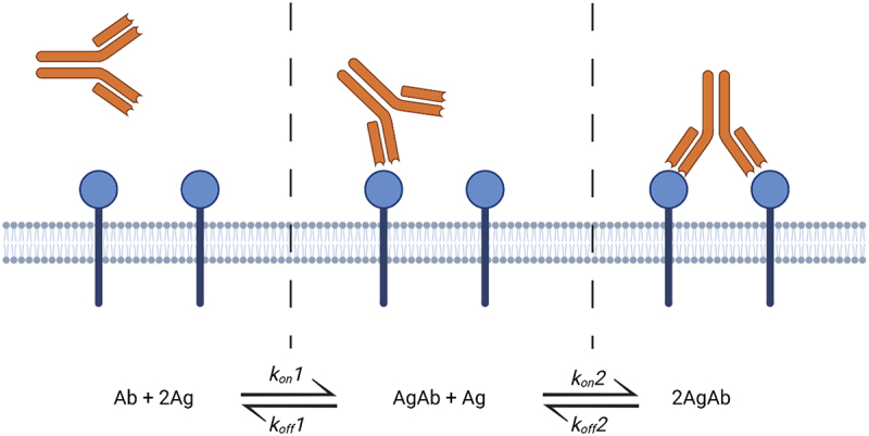Quantifying antibody binding: techniques and therapeutic implications.