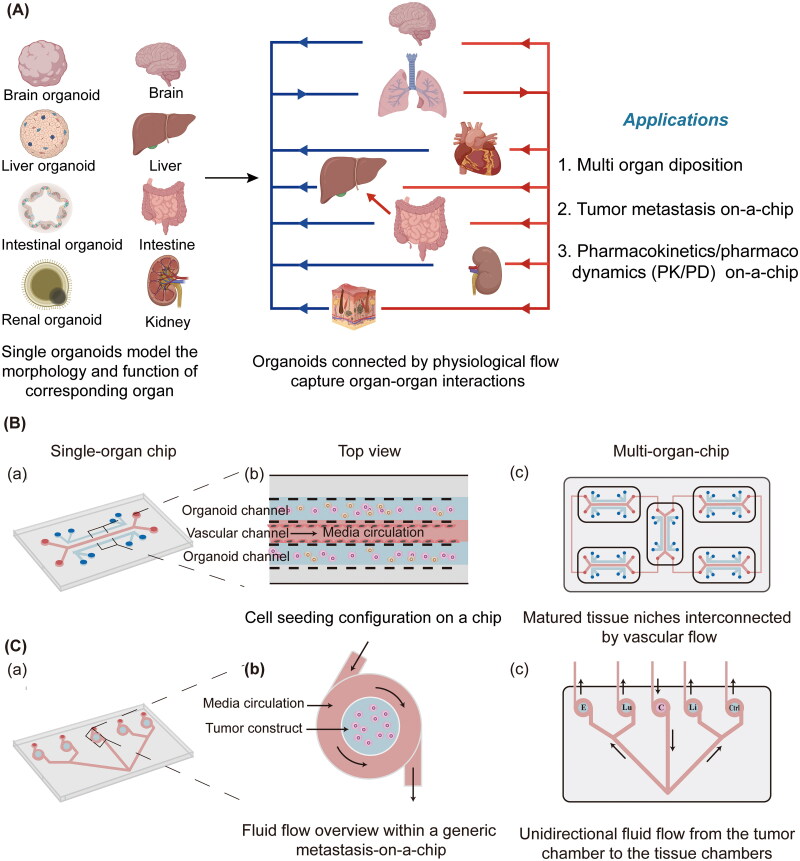 Tumor organoids in cancer medicine: from model systems to natural compound screening.