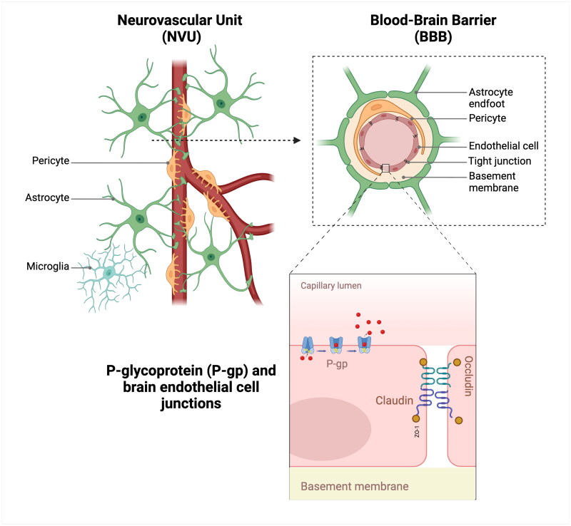 The canine blood-brain barrier in health and disease: focus on brain protection.