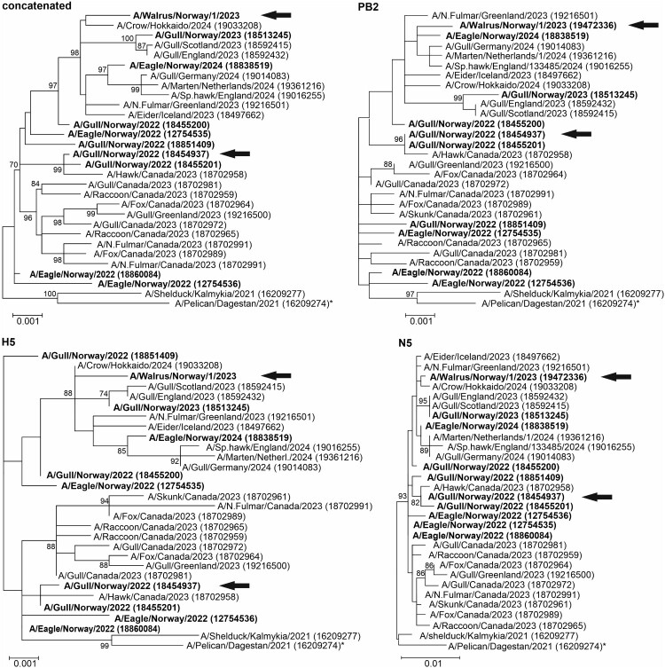 Highly pathogenic avian influenza virus (H5N5) detected in an Atlantic walrus (<i>Odobenus rosmarus rosmarus</i>) in the Svalbard Archipelago, Norway, 2023.