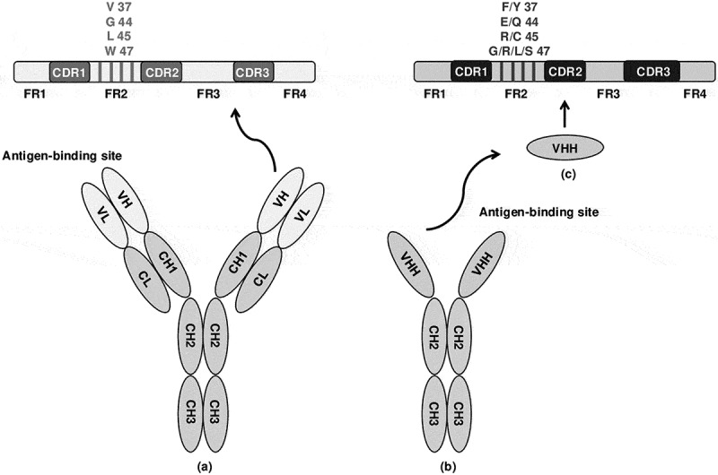 Nanoscale warriors against viral invaders: a comprehensive review of Nanobodies as potential antiviral therapeutics.
