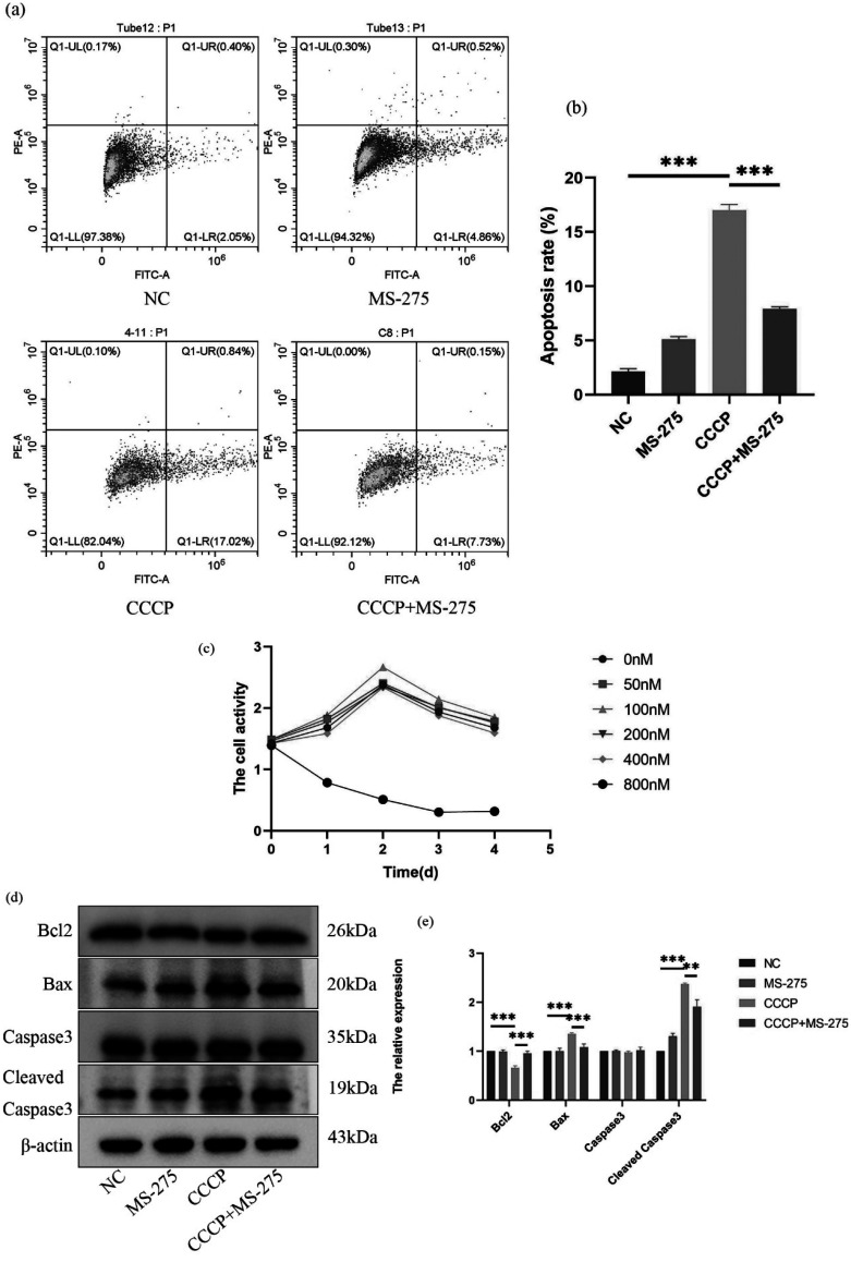 MS-275 facilitates osseointegration in osteoporotic rats by mitigating oxidative stress via activation of the miR-200a/Keap1/Nrf2 signaling pathway.