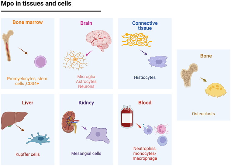 Myeloperoxidase as a therapeutic target for oxidative damage in Alzheimer's disease.