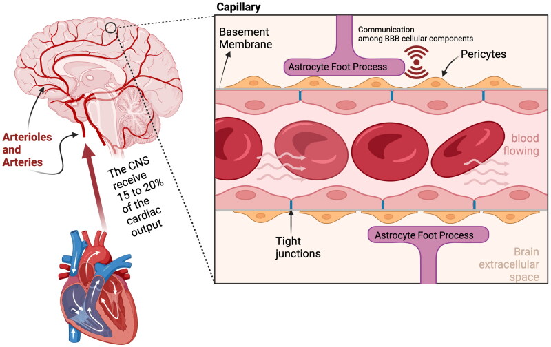 The canine blood-brain barrier in health and disease: focus on brain protection.