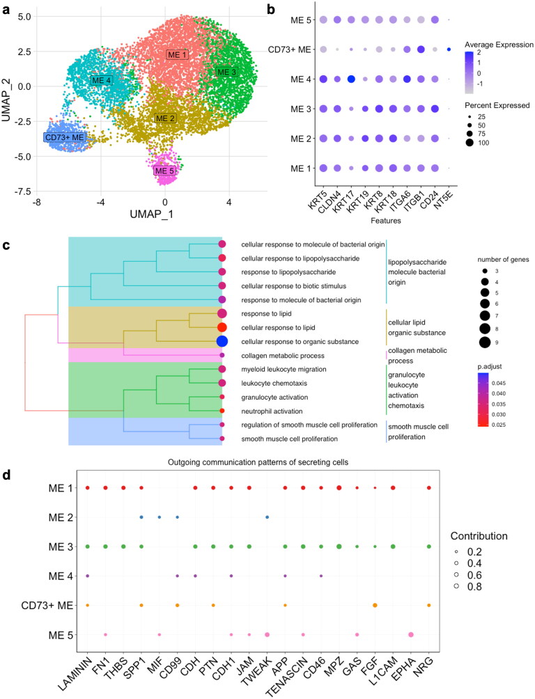 The secretomes of bovine mammary epithelial cell subpopulations differentially modulate macrophage function.