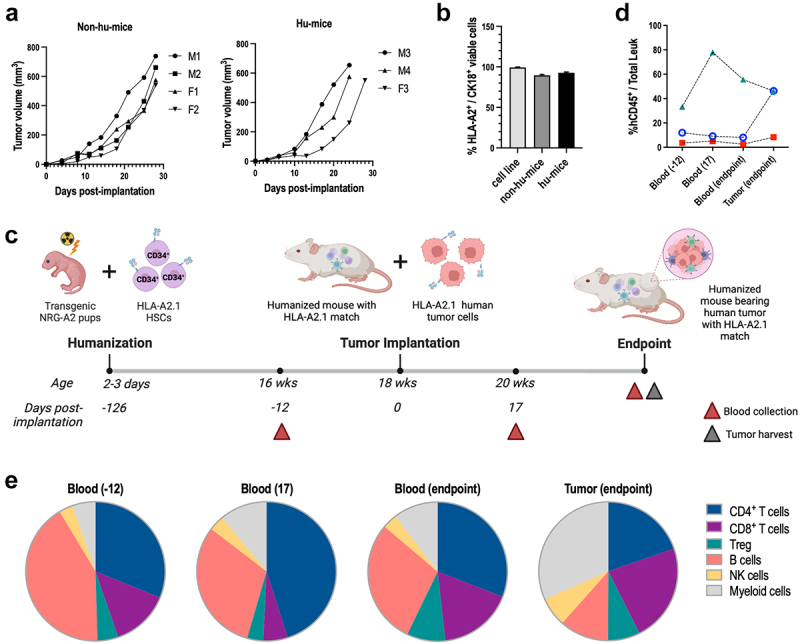 Humanized mouse models of <i>KRAS</i>-mutated colorectal and pancreatic cancers with HLA-class-I match for pre-clinical evaluation of cancer immunotherapies.