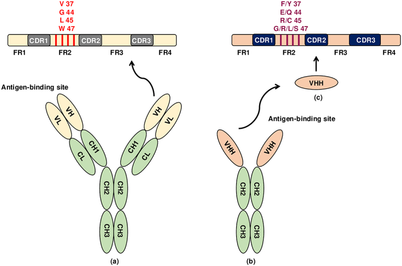 Nanoscale warriors against viral invaders: a comprehensive review of Nanobodies as potential antiviral therapeutics.