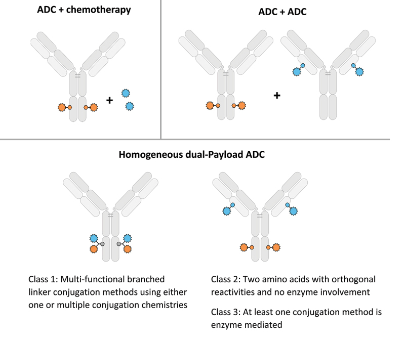 Homogeneous antibody-drug conjugates with dual payloads: potential, methods and considerations.