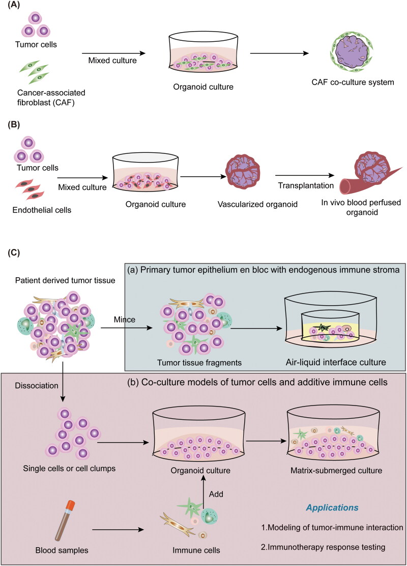 Tumor organoids in cancer medicine: from model systems to natural compound screening.