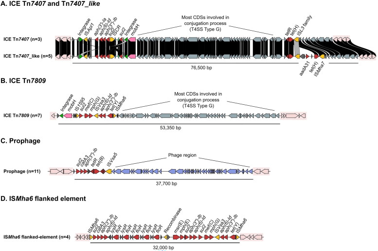 Integrative and conjugative elements associated with antimicrobial resistance in multidrug resistant <i>Pasteurella multocida</i> isolates from bovine respiratory disease (BRD)-affected animals in Spanish feedlots.