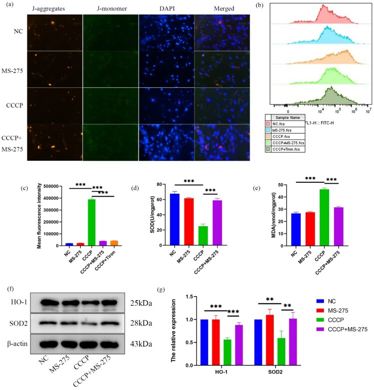 MS-275 facilitates osseointegration in osteoporotic rats by mitigating oxidative stress via activation of the miR-200a/Keap1/Nrf2 signaling pathway.