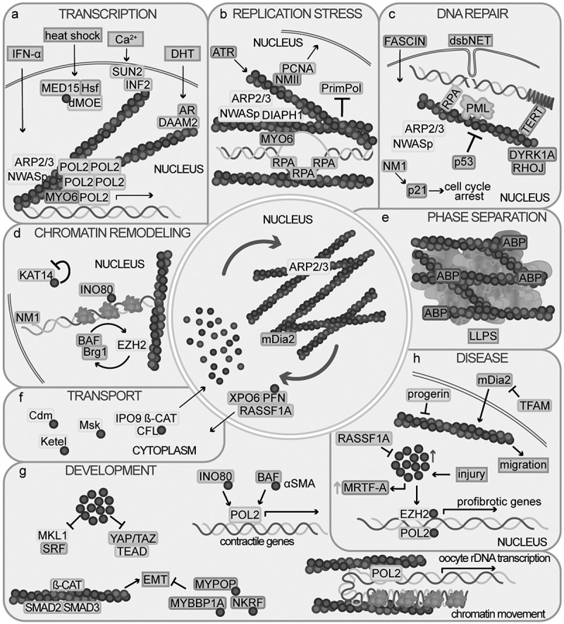 Recent advances in nuclear actin research.