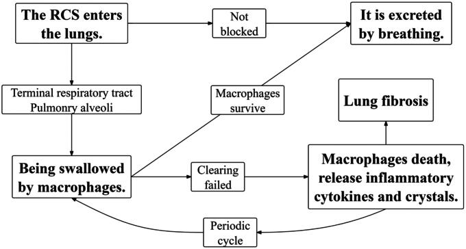 Exploring the efficacy and constraints of platinum nanoparticles as adjuvant therapy in silicosis management.