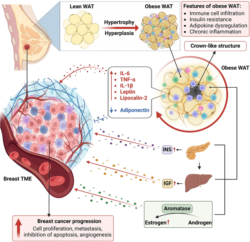 Insights into the molecular and genetic role of obesity in breast cancer pathogenesis.