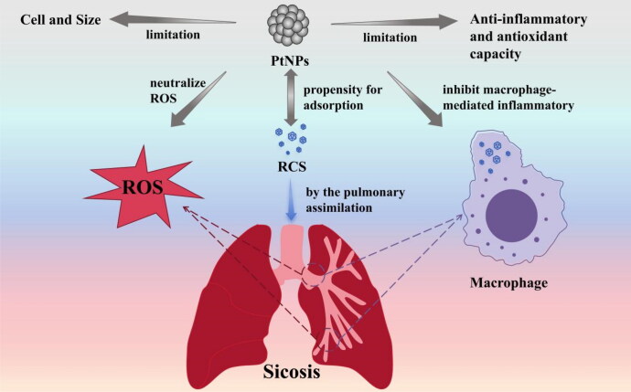 Exploring the efficacy and constraints of platinum nanoparticles as adjuvant therapy in silicosis management.